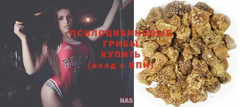 Псилоцибиновые грибы GOLDEN TEACHER  магазин продажи   Опочка 